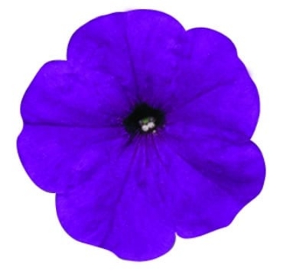 Picture of Petunia - Merlin Series F1 - Blue